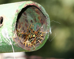 European paper wasps nesting in clothesline. 