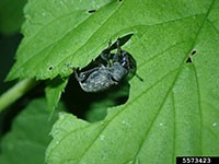Black vine weevil feeding on hops plant at night. 