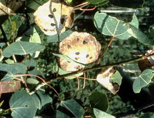 Ink spot disease on aspen in midsummer.