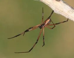 Male widow spider