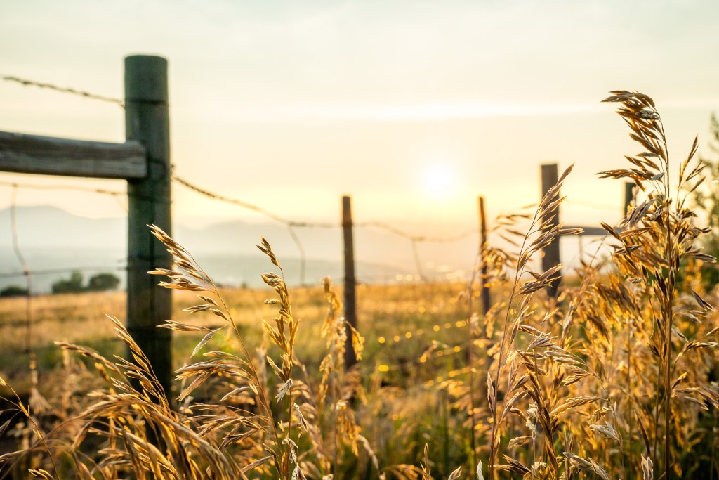 Golden grass sways near a rustic barbed wire fence at sunset, with soft hills in the background.