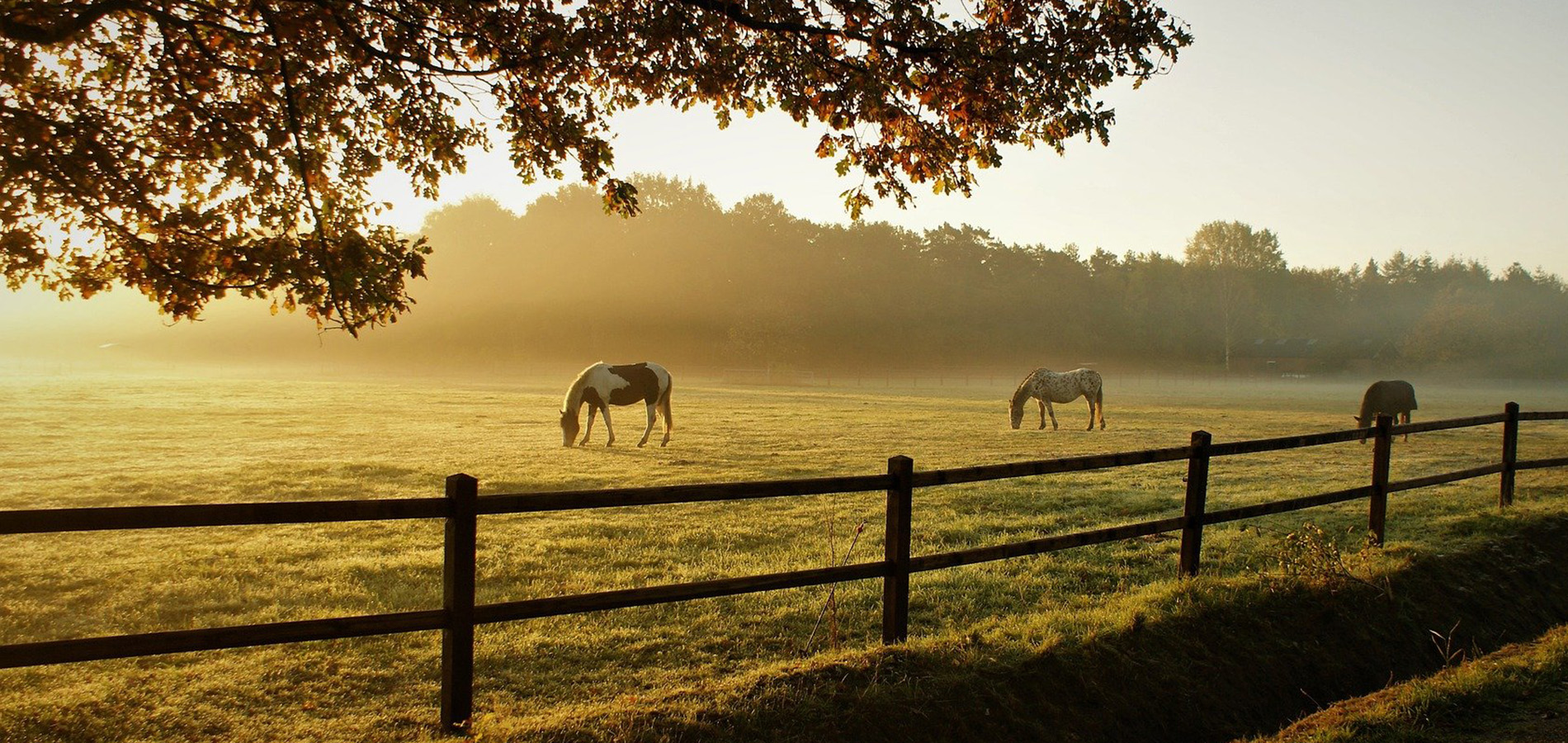 A group of horses graze in a field