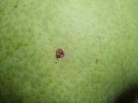 The original entry wounds made are quite small, but do indicate that a fruit is infested by a developing codling moth caterpillar.