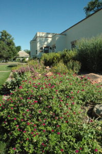A garden successfully uses native plants in areas of full sun and partial shade.
