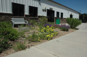 native plant garden with low water requirements.