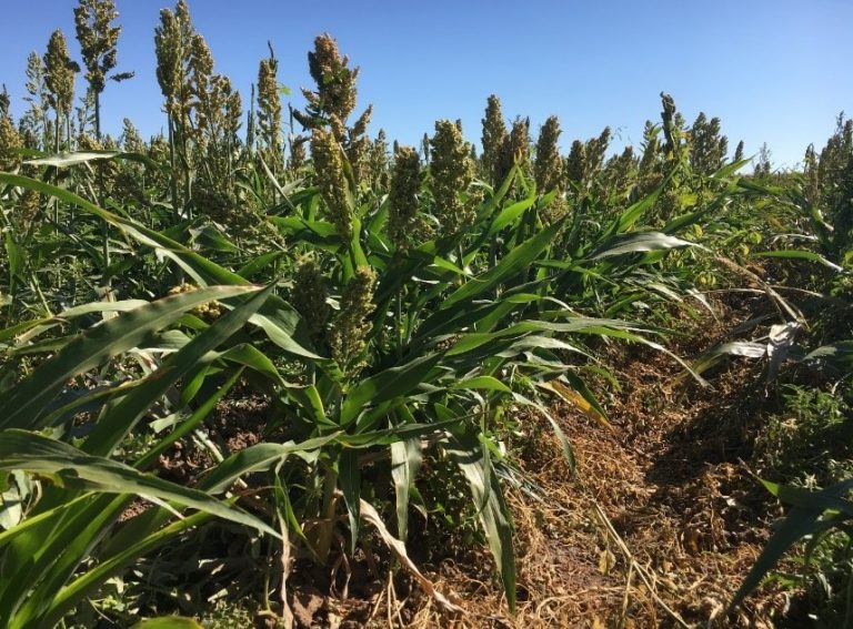Field bindweed injury 1 day after treatment (DAT) in a milo crop following a shielded-sprayer herbicide application in Figure 3