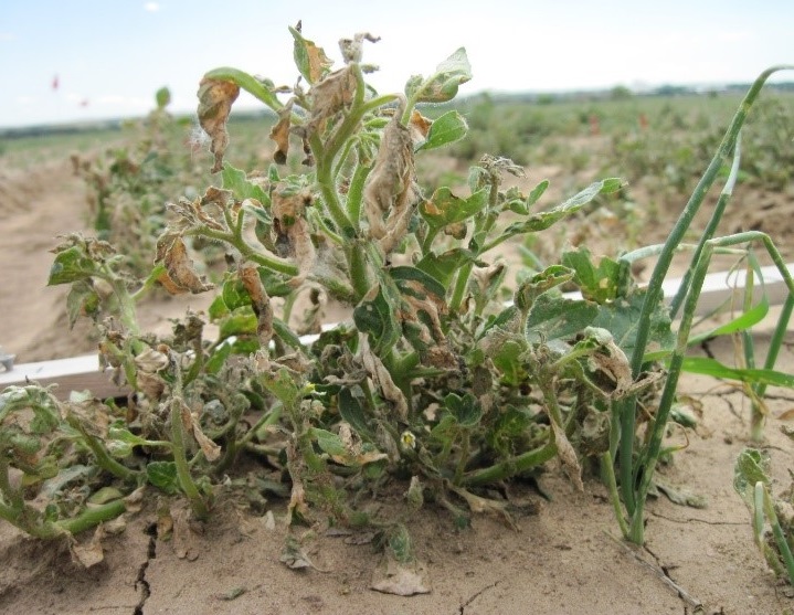Post-emergent, non-selective herbicides were broadcast over the top of two-leaf stage onions lead to both weed and crop injury