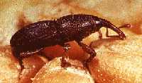 Granary weevil (sitophilus granarius)