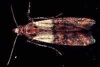 Indian Meal Moth (Plodia interpunctella). Photo courtesy USDA.
