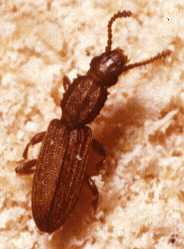 Sawtoothed Grain Beetle (Oryzaephilus surinamensis).