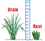 On average, allow plants to grow 6 to 8 inches high 
before turning animals onto pasture. Remove animals and 
rest pastures when grass has been grazed or trampled down
to 3 to 4 inches or less.