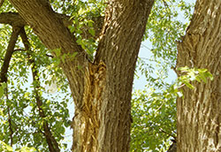 Wetwood discoloration at branch crotch on American elm