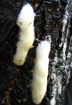 Milky froth of alcohol flux