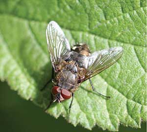Cluster fly