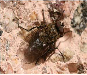 Cluster fly sunning on a south wall on late October