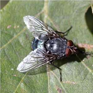 Blue bottle fly