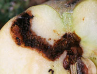 Tunneling of apple fruit caused by larvae of the codling moth