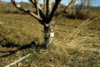Banding trunks of trees with cardboard or burlap bands can provide sites where codling moth will pupate