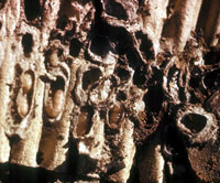 Codling moth larvae preparing to pupate within a cardboard band placed on an apple tree trunk.