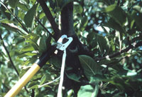 Twist-tie strips containing pheromone of codling moth being attached to branches for use in mating disruption within a commercial orchard. Large amounts of pheromone are emitted that can confuse male moths and disrupt mating. Photograph courtesy of Rick Zimmerman.