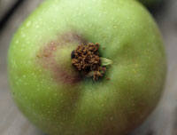 Excrement of a codling moth caterpillar expelled from point of entry near calyx end of an apple fruit