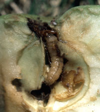 Late-stage caterpillar of a codling moth feeding within an apple