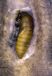 Pupa of a codling moth