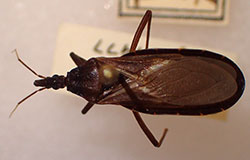 Adult of the western conenose, Triatoma protracta, the only “kissing bug” that is known to occur in Colorado