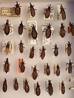 Specimens of the western conenose bug Triatoma protracta housed at the C. P. Gillette Museum of Arthropod Diversity, Colorado State University