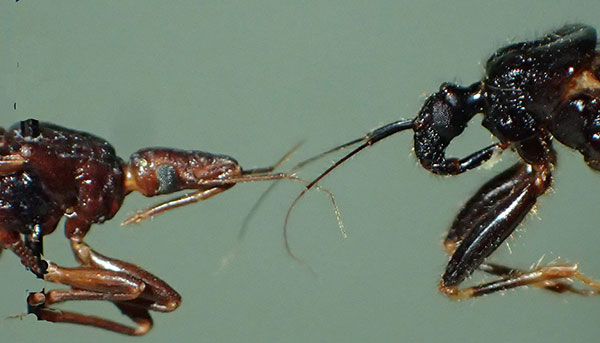 Head area of a western conenose (left) and masked hunter (right)