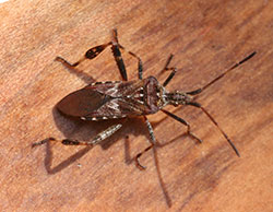Western conifer-seed bug is a common nuisance invader of homes in Colorado in autumn