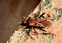 Western conifer-seed bug is frequently mistaken for a “kissing bug.”