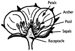 Black and white illustration of the parts of a flower including petals, anther, pistil, sepals, and receptacle.