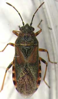 Elm seed bug adult