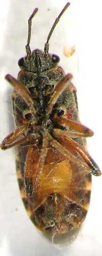 Adult elm seed bug with a red abdomen