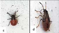 Elm seed bug early (c) and late instar nymph (d)