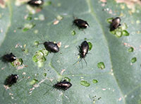 Adult flea beetles chew small pits in the leaf surface