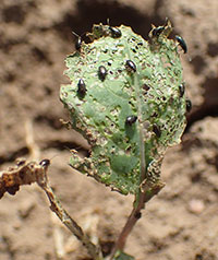 Flea beetles on a heavily damaged plant.