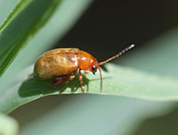 A leafy spurge flea beetle crawling on a green leaf