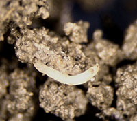 Larva of a western black flea beetle