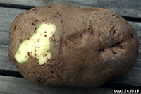 Surface wounding of potato caused by feeding injuries of the tuber flea beetle