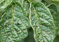 Flea beetle feeding normally causes little effect to well established plants