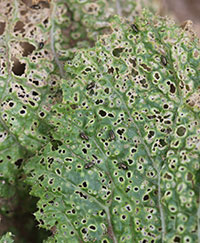Leafy vegetables, particularly brassicas such as arugala, mustard greens, and Chinese cabbage are among the plants that are most damaged by flea beetles.
