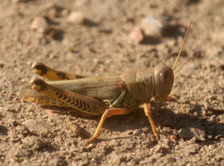 Differential grasshopper.