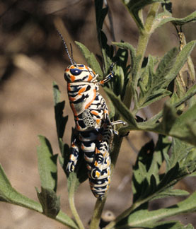 Barber pole grasshopper, late-stage nymph.