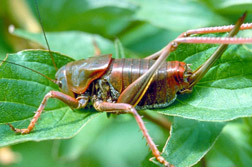 Mormon cricket female.