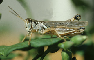 Migratory grasshopper