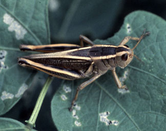 Twostriped grasshopper