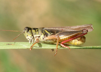 Grasshopper Control in Gardens and Small Acreages | Colorado State