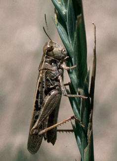 Clearwinged grasshopper